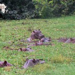 Guinea-Bissau Reisen Flusspferde PRIORI Afrika
