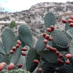 Äthiopien Irobland Reise Kaktusfeigen PRIORI Afrika