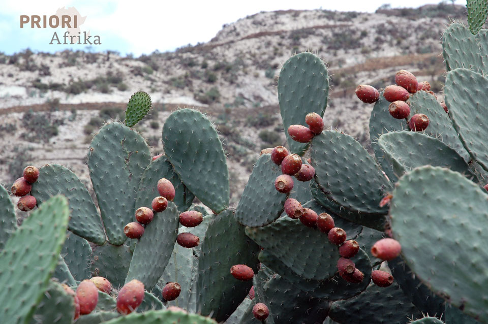 Äthiopien Irobland Reise Kaktusfeigen PRIORI Afrika