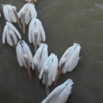 Flussfahrt auf dem Senegal: kanu-tour senegal