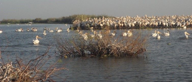 Flussfahrt auf dem Senegal: pelikane