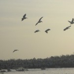 Flussfahrt auf dem Senegal: vögel am fluss-delta