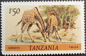 Giraffen in Tansania www.afrikatrevel.ch