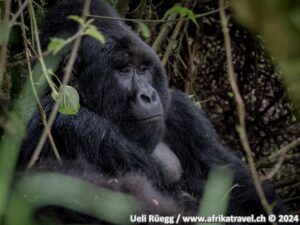 Berggorilla im Bwindi Impenetrable Forest in Uganda