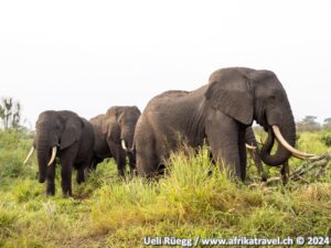 Elefanten im Queen Elizabeth National Park Uganda