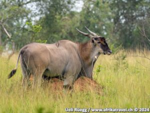 Elenantilope Uganda Muchison National Park