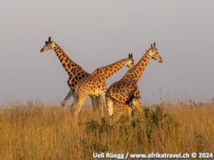 Kidepo Valley national Park