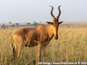 Uganda Kuhantilope Pian Upe Wildlife Reserve