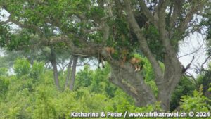 Löwen auf Bäumen Ishasa Sector Uganda