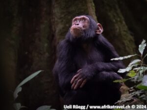 Schimpanse Uganda www.afrikatravel.ch
