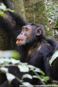 Ngamba Island Chimpanzee Sanctuary Schimpanse Uganda