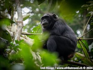 Schimpanse Uganda