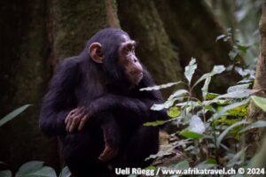 Schimpansen Uganda Muchison National Park Bugondo