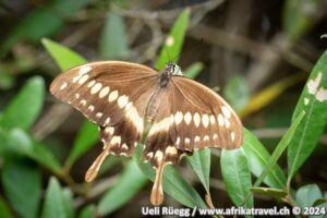 Schmetterling, papillon Uganda
