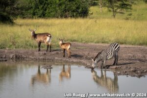 Zebra und Wasserbock in Uganda