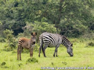 Zebras Uganda Lake Mburo