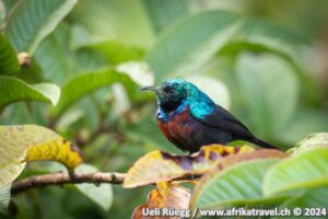 birding in Uganda Virunga Massiv